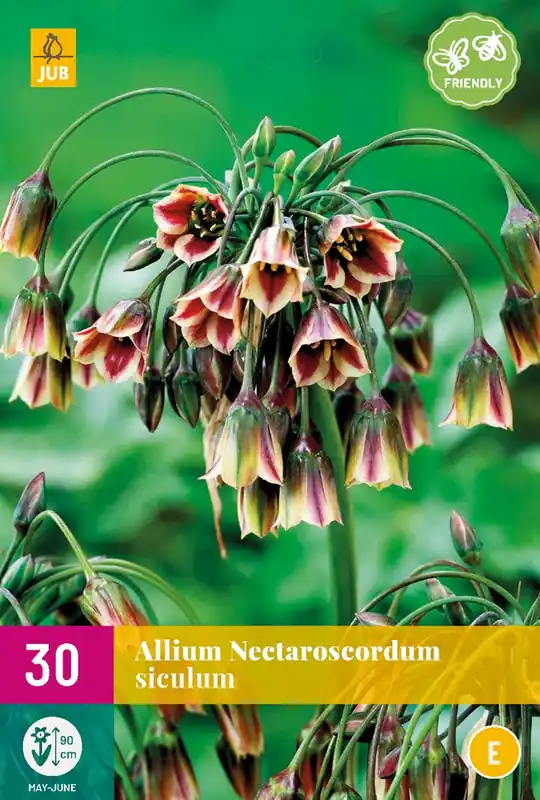 Goed beoordeeld | Allium (nectaroscordum) siculum