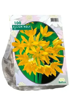 Allium Moly per 100 - Mis het niet