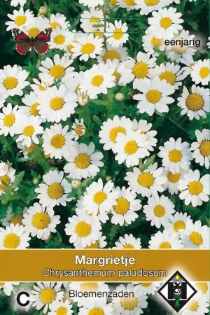 Chrysanthemum paludosum - margriet - Populair bij klanten