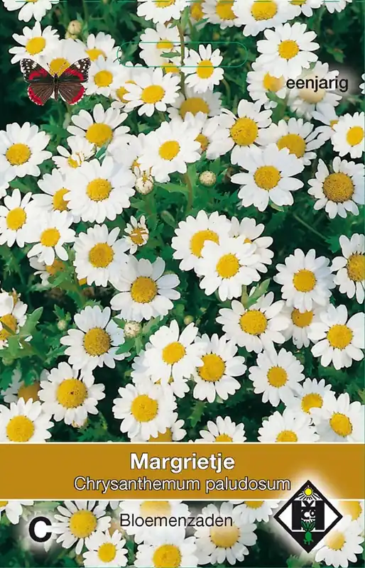 Chrysanthemum paludosum - margriet - Populair bij klanten