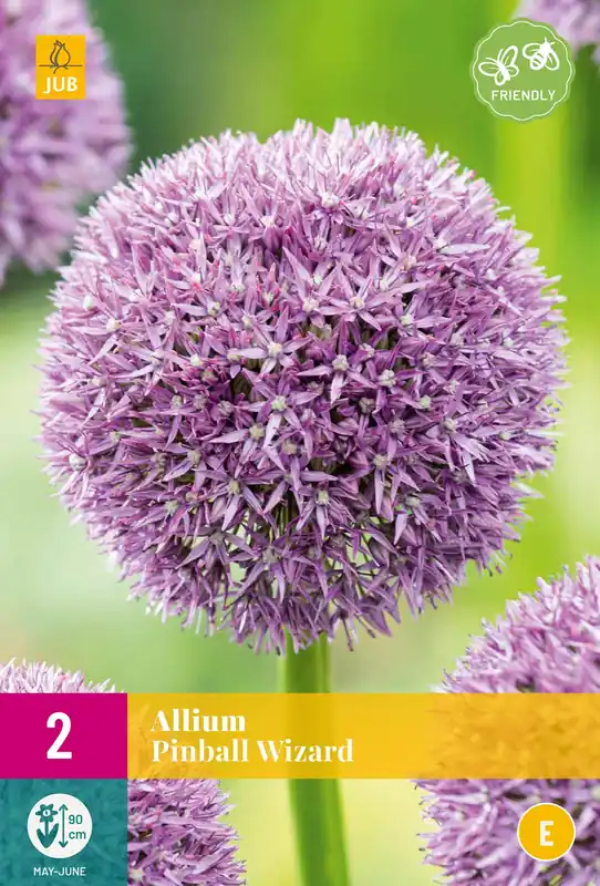Nieuw | Allium Pinball Wizard