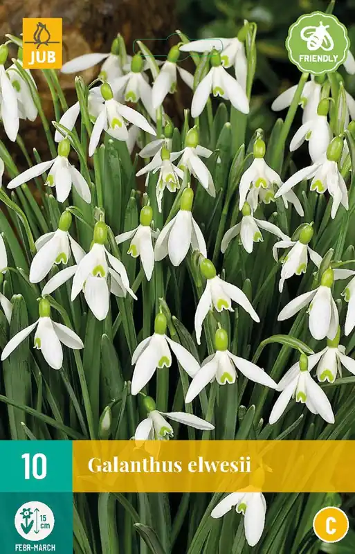 Rechtstreeks van de fabrikant | Galanthus elwesii