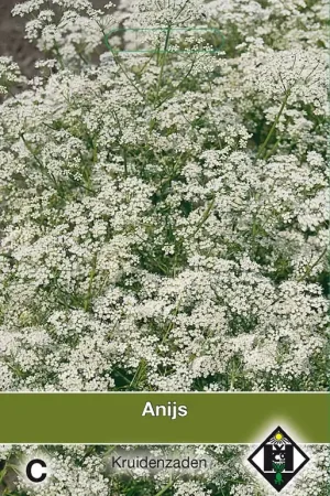 Anijs / Pimpinella anisem | Bestel nu