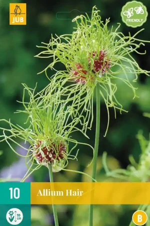 Allium Hair | Topdeal