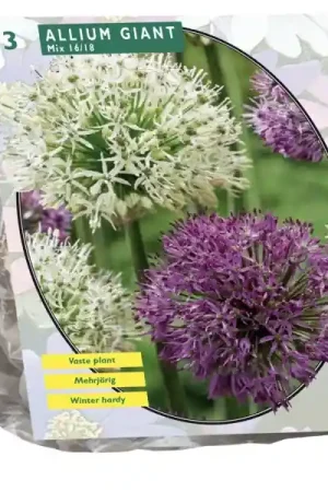 Allium Giant | Veel gevraagd