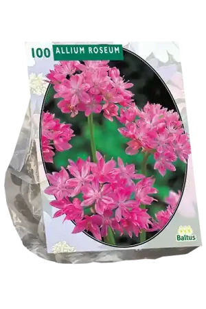 Allium Roseum per 100 | Alleen vandaag