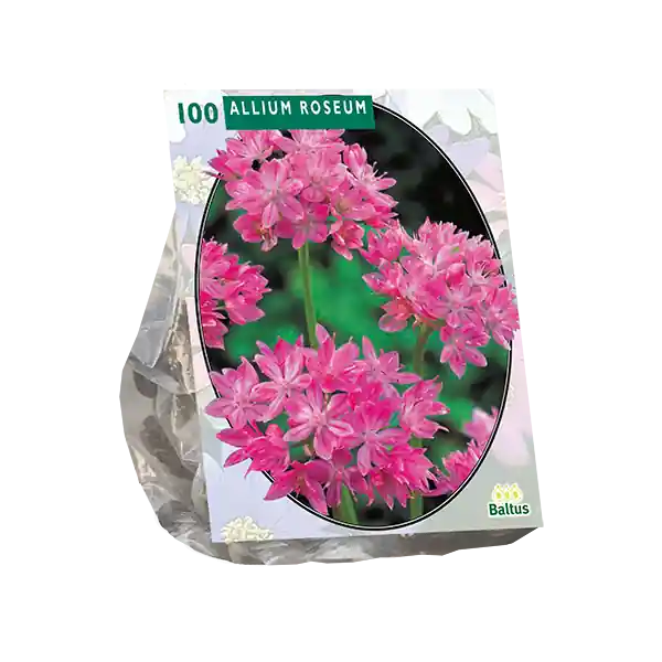 Allium Roseum per 100 | Alleen vandaag
