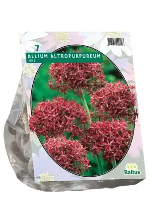 Allium Atropurpureum - Korting