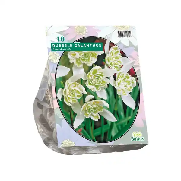 Nieuw | Galanthus Nivalis Flore Pleno