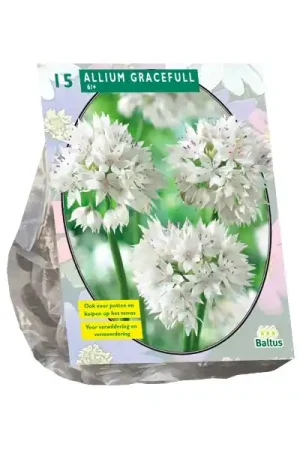Allium Gracefull | Shop nu