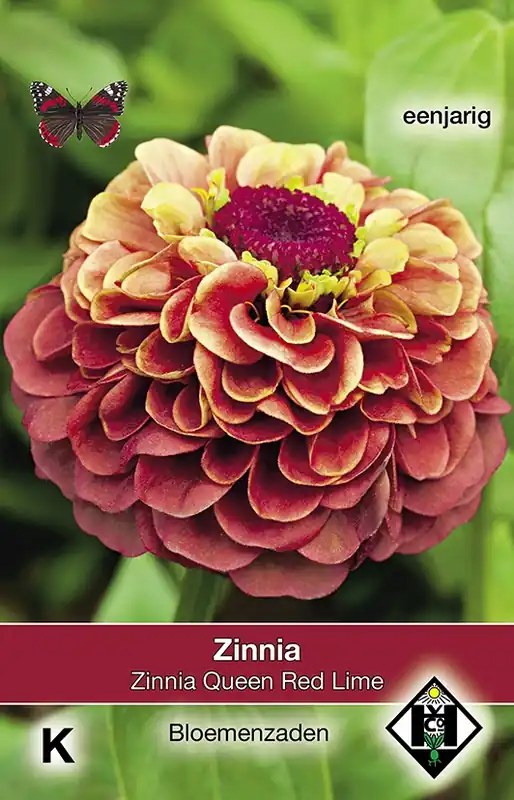 Topkwaliteit - Zinnia elegans ‘Queen Red Lime‘