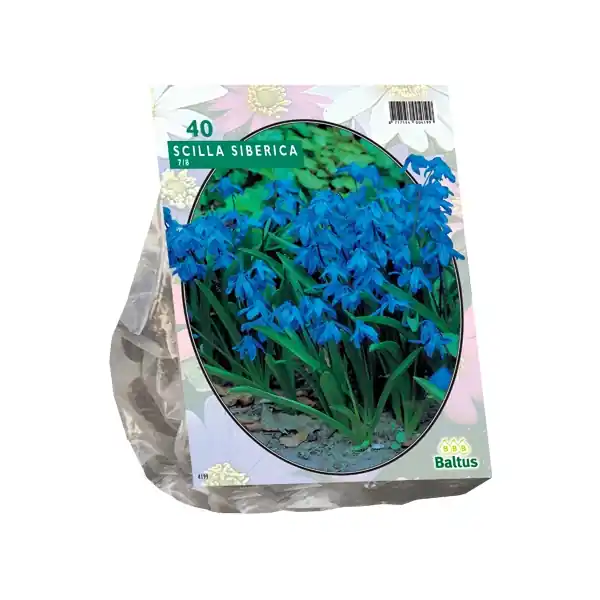 Scilla Siberica | Populair