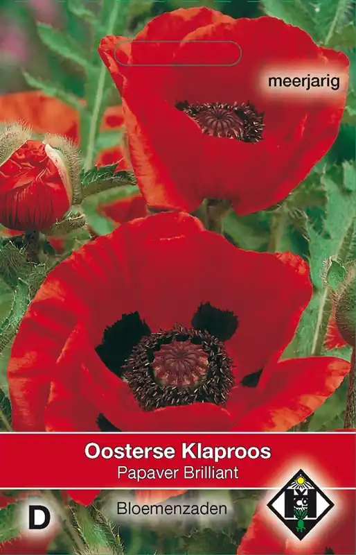 Papaver orientale Brilliant | Laatste kans