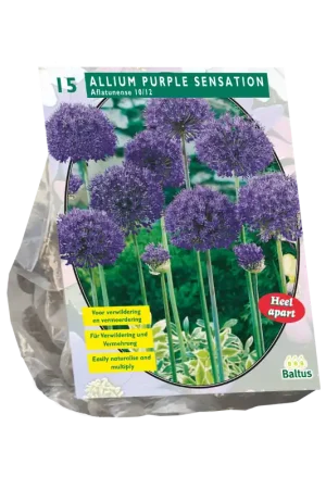 Allium Aflatunense Purple Sensation per 15 | Laatste stuks