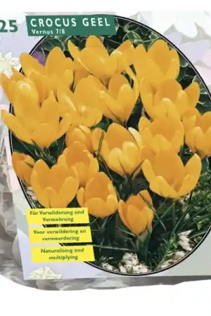 Tijdelijke aanbieding | Crocus Grootbloemig, Geel