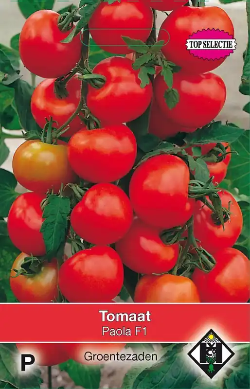 Tomaat Paola F1 | Bestel nu
