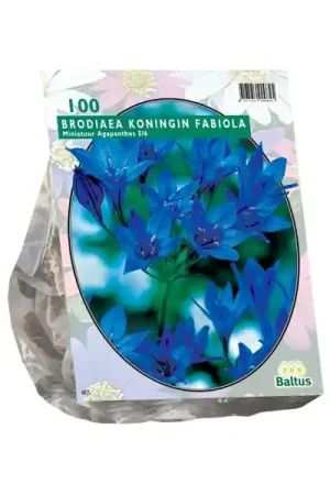 Brodiaea Fabiola | Veel gevraagd
