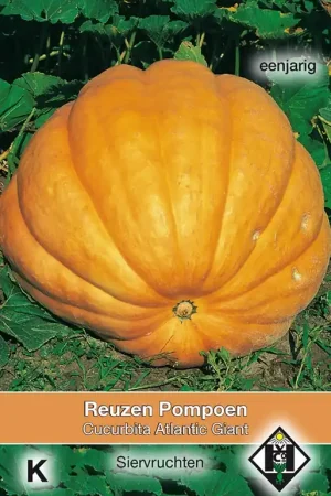 Cucurbita maxima ‘Atlantic Giant‘ - pompoen | Koop vandaag