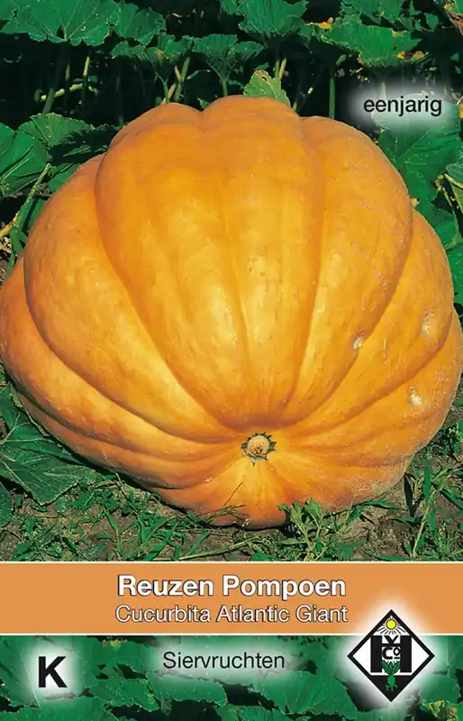 Cucurbita maxima ‘Atlantic Giant‘ - pompoen | Koop vandaag