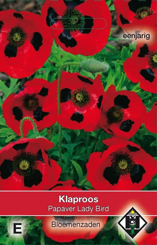 Populair - Papaver commutatum Lady Bird