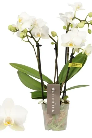 Beperkte voorraad | Opti-Mini orchidee Sandra