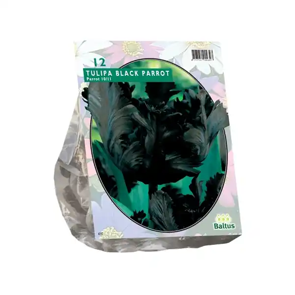 Tulipa Black Parrot, Parkiet | Extra korting