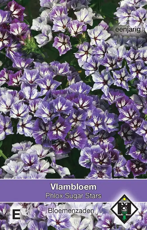 Koopje - Phlox drummondii Sugar Stars - vlambloem