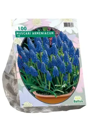 Veilige betaling | Muscari Armeniacum