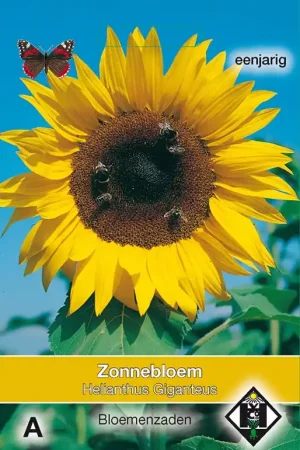 Helianthus a. Giganteus - Direct kopen