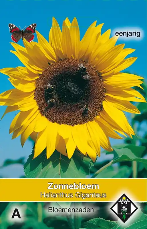 Helianthus a. Giganteus - Direct kopen
