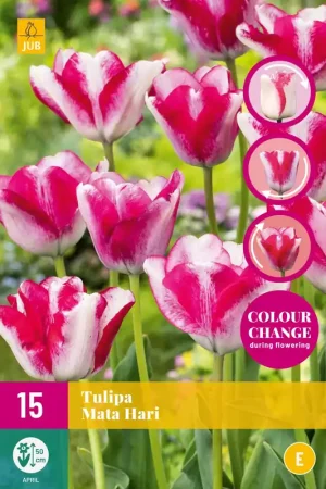 Tulipa Mata Hari | Pak je kans