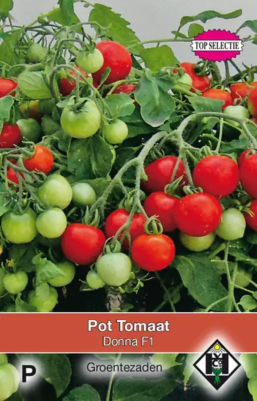 Pot tomaat Donna F1 | Beste prijs