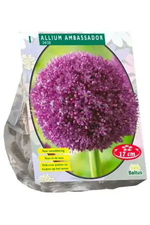 Allium Ambassador | Zolang de voorraad strekt