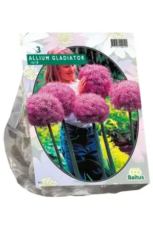 Favoriet van klanten | Allium Gladiator His Excellence
