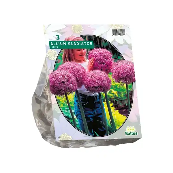 Favoriet van klanten | Allium Gladiator His Excellence