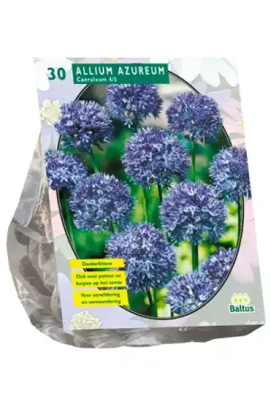 Veel voordeel - Allium Caeruleum Azureum