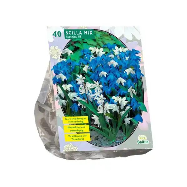 Bestseller | Scilla Siberica ed