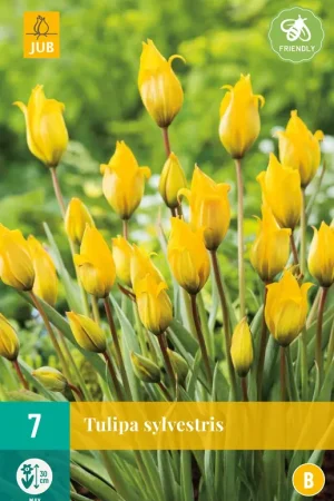 Tulipa sylvestris | Voordeelprijs