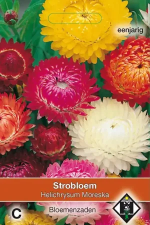 Direct bestellen - Helichrysum bracteatum Moreska