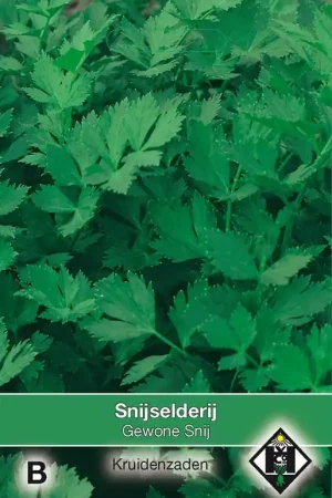 Veel gevraagd - Selderij / Apium Gewone Snij