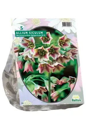 Allium Siculum Bulgaricum | Bestseller