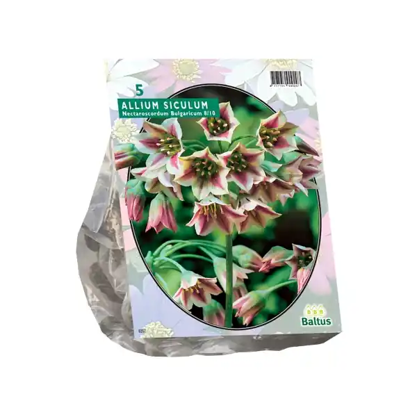 Allium Siculum Bulgaricum | Bestseller