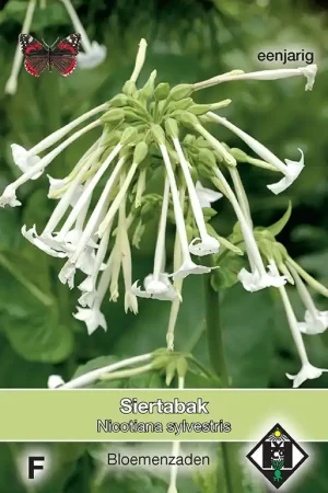 Goed beoordeeld - Nicotiana sylvestris