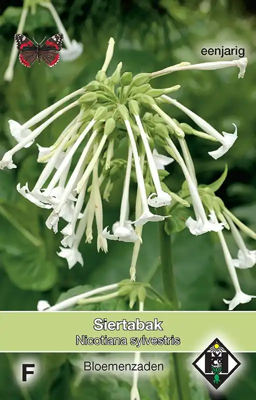 Goed beoordeeld - Nicotiana sylvestris