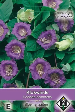 Dagdeal - Cobaea scandens Violet - klokwinde