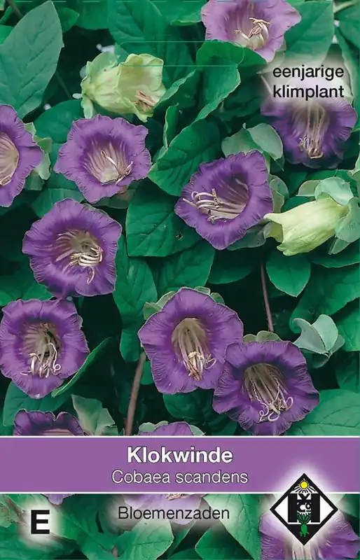 Dagdeal - Cobaea scandens Violet - klokwinde