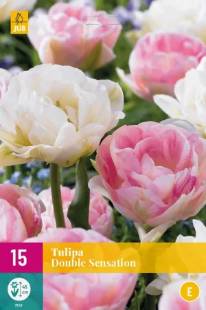 Tulipa Double Sensation - Outlet