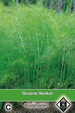 Actie | Groene Venkel / Foeniculum