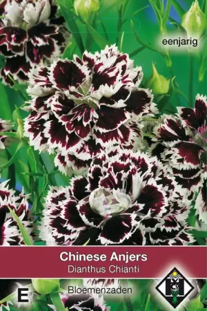Hoge kwaliteit - Dianthus chinensis ‘Chianti‘ - Chinese anjer