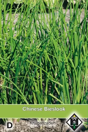 Chinese Bieslook / Allium tub. | Nu beschikbaar